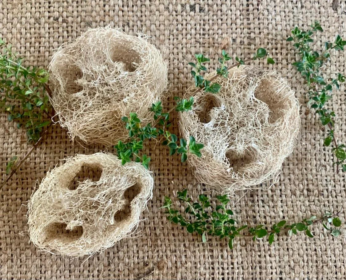 Loofah Slice