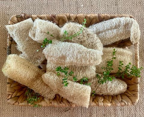 Loofah