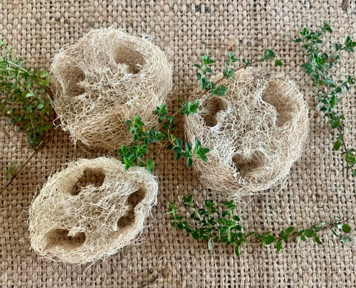 Loofah Slice